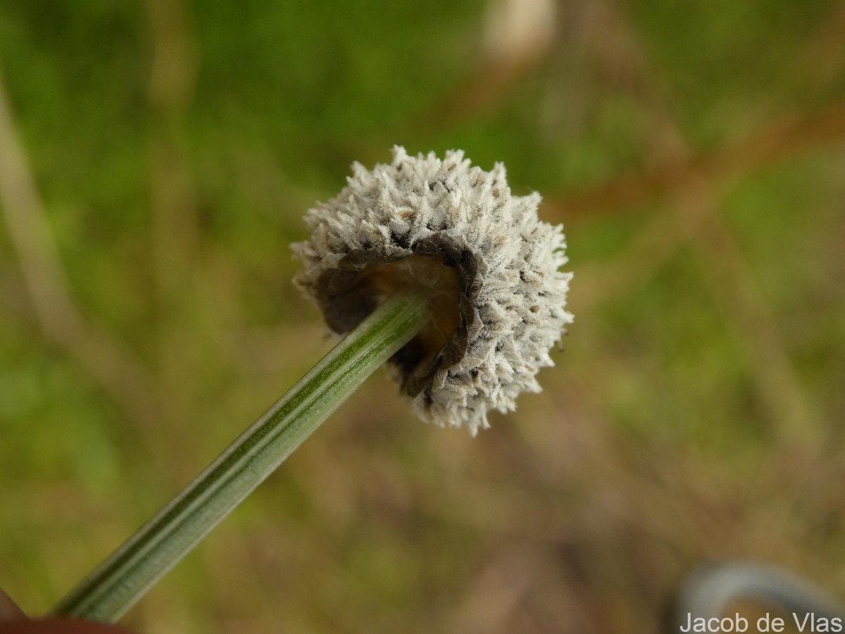 Eriocaulon brownianum Mart.